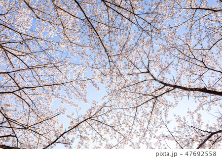 春　桜並木を見上げる　満開の桜 47692558