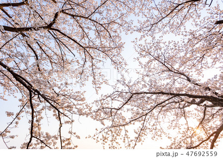 春 桜並木を見上げる 満開の桜 春 桜並木を見上げる 満開の桜 47692559