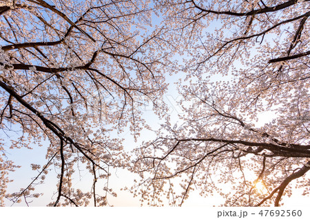 春 桜並木を見上げる 満開の桜 春 桜並木を見上げる 満開の桜 47692560