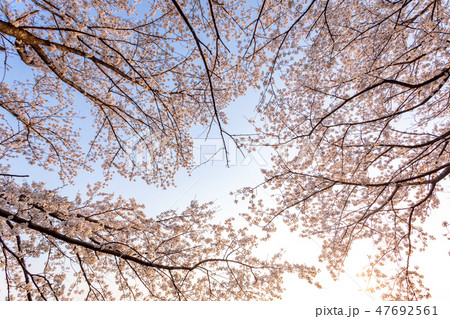 春 桜並木を見上げる 満開の桜の写真素材