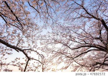 春 桜並木を見上げる 満開の桜 春 桜並木を見上げる 満開の桜 47692572
