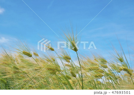 湖国の六条大麦 47693501