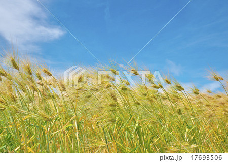 湖国の六条大麦 47693506