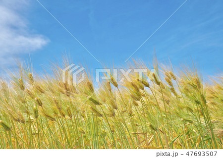 湖国の六条大麦 47693507