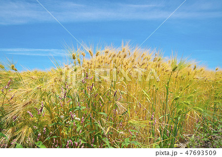 湖国の六条大麦 湖国の六条大麦 47693509