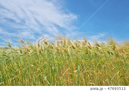 湖国の六条大麦 47693513