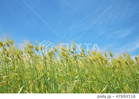 湖国の六条大麦 47693516