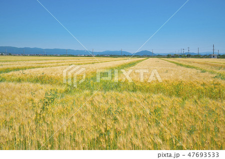 湖国の六条大麦 47693533