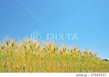 湖国の六条大麦 47693537