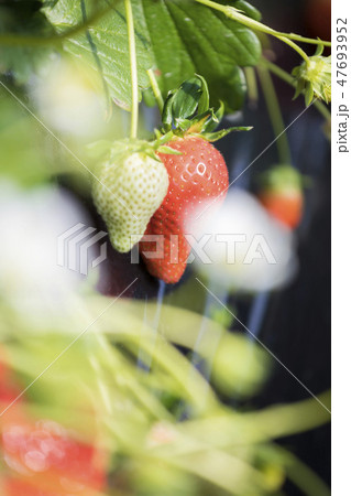 いちご栽培イメージ　いちご狩り　土耕栽培　やよいひめ 47693952