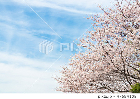 青空とサクラ 桜 さくら 染井吉野 ソメイヨシノ そめいよしの コピースペース 文字スペース 青空とサクラ 桜 さくら 染井吉野 ソメイヨシノ そめいよしの コピースペース 文字スペース 47694108