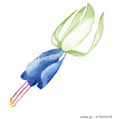 Blue fuchsia floral botanical flower. Watercolor background illustration set. Isolated fuchsia Blue fuchsia floral botanical flower. Watercolor background illustration set. Isolated fuchsia 47694249
