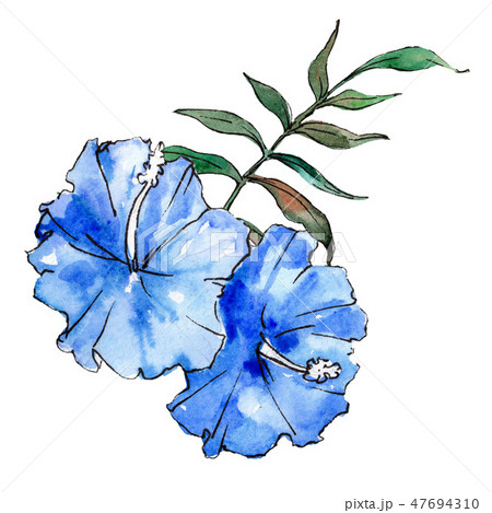 Blue exotic tropical hawaiian flowers. Watercolor background set. Isolated flower illustration Blue exotic tropical hawaiian flowers. Watercolor background set. Isolated flower illustration 47694310