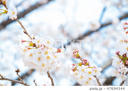 サクラ 桜 さくら 染井吉野さ ソメイヨシノ そめいよしの コピースペース 文字スペース サクラ 桜 さくら 染井吉野さ ソメイヨシノ そめいよしの コピースペース 文字スペース 47694344