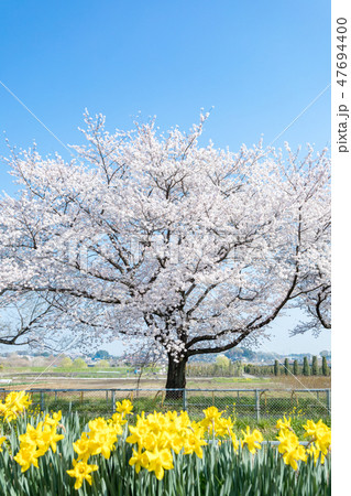 春　見沼田んぼの桜並木と水仙の花 47694400