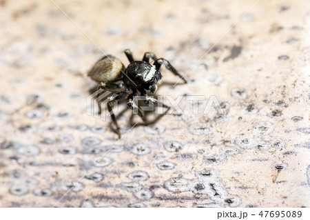 マミジロハエトリ 47695089