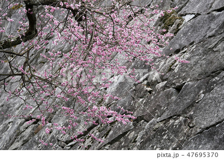 風景写真 屋外 春 城壁の紅梅　城壁と紅梅　石垣の紅梅　不来方城の紅梅　 47695370