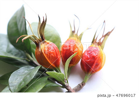 くちなしの実 47696017