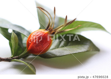 くちなしの実 47696028