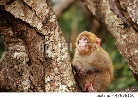 猿 47696156