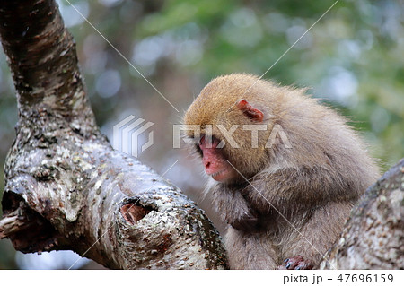 猿 猿 47696159