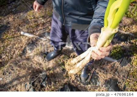 ネギの家庭菜園 ネギの家庭菜園 47696164