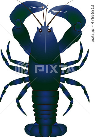 ロブスター ロブスター 47696813