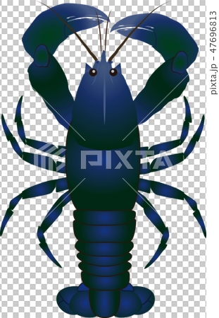 ロブスター ロブスター 47696813