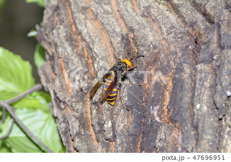 スズメバチ 47696951