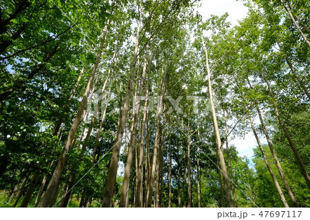 白樺 フェルムラ・テール美瑛 白樺 フェルムラ・テール美瑛 47697117