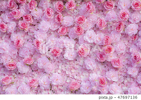 Pink roses background / Pink roses wallpaper Pink roses background / Pink roses wallpaper 47697136