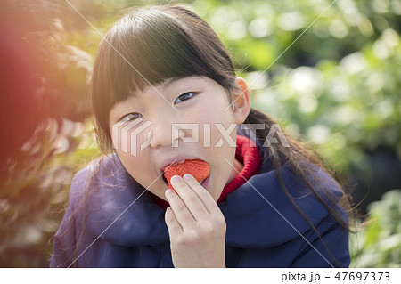 いちご狩りイメージ 苺を食べる女の子の写真素材