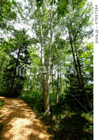 遊歩道 フェルムラ・テール美瑛 遊歩道 フェルムラ・テール美瑛 47697384