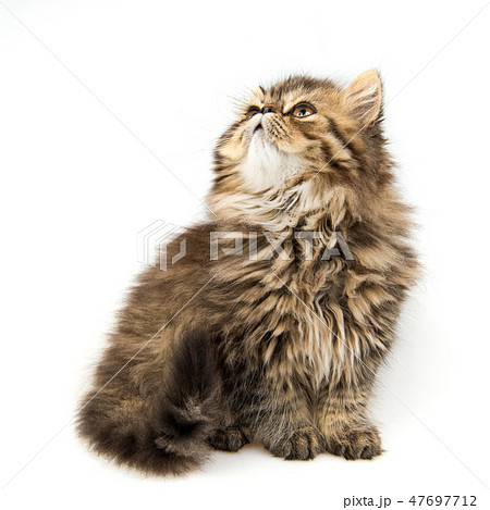Beautiful Persian kitten cat muzzle looking up Beautiful Persian kitten cat muzzle looking up 47697712