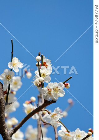満開の白梅　タテ位置 47697793