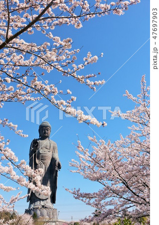 茨城県　春の牛久大仏と桜 47697903