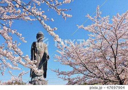 茨城県 春の牛久大仏と桜 茨城県 春の牛久大仏と桜 47697904