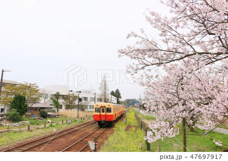 春の桜と小湊鉄道 47697917