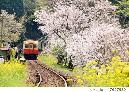 春の桜と小湊鉄道 47697920
