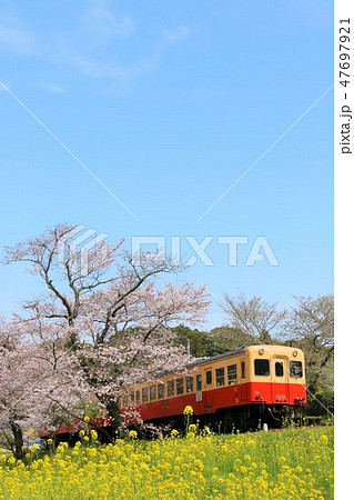 春の桜と小湊鉄道 47697921