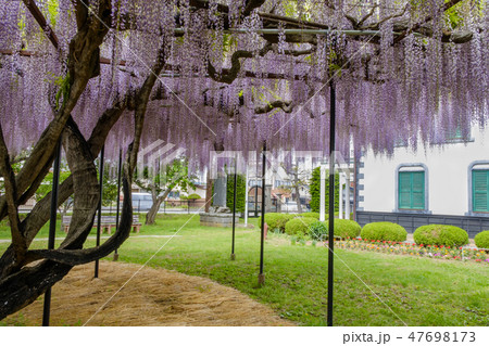 佐久旧中込学校の藤の花 佐久旧中込学校の藤の花 47698173