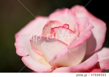 ピンクのバラ アップのバラ 1輪のバラ ばら 薔薇 バラ ピンクのバラ アップのバラ 1輪のバラ ばら 薔薇 バラ 47698565