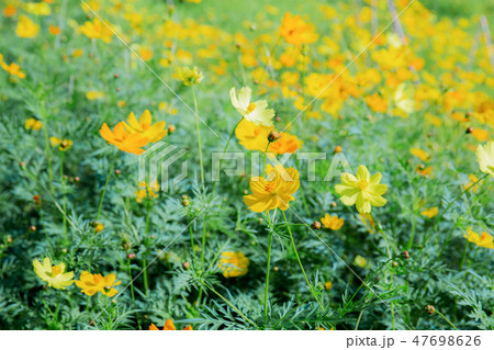 Cosmos in garden of green background. 47698626