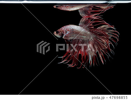 Siamese fighting fish,black backdrop,Betta Fish Siamese fighting fish,black backdrop,Betta Fish 47698855