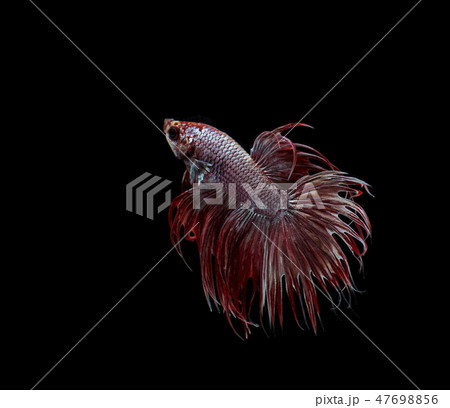Siamese fighting fish,black backdrop,Betta Fish Siamese fighting fish,black backdrop,Betta Fish 47698856