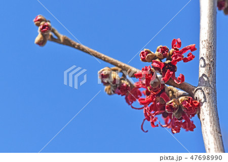 アカバナマンサク（赤花満作） 47698990