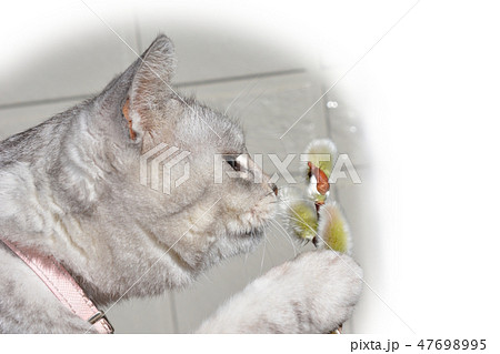 ネコニャンニャンとニャンコ、猫柳と猫 47698995