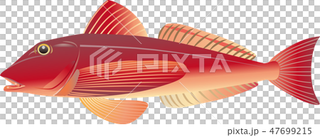 Gurnard Gurnard 47699215