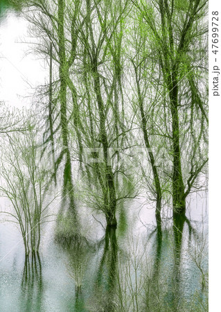 Green trees reflected in the lake 47699728