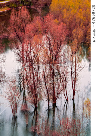 Colorful trees reflected in the lake 47699729